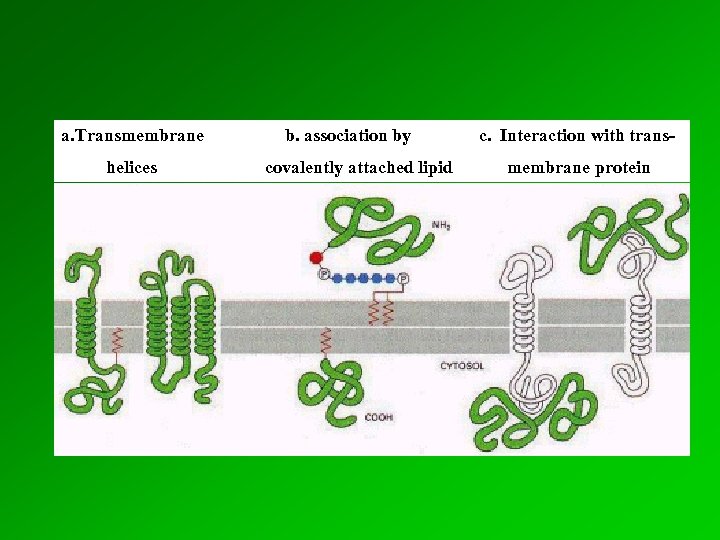 a. Transmembrane helices b. association by covalently attached lipid c. Interaction with transmembrane protein