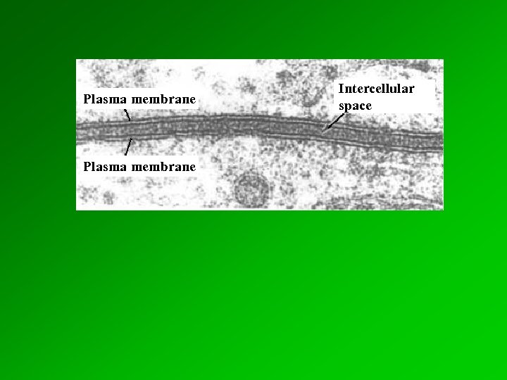 Plasma membrane Intercellular space 