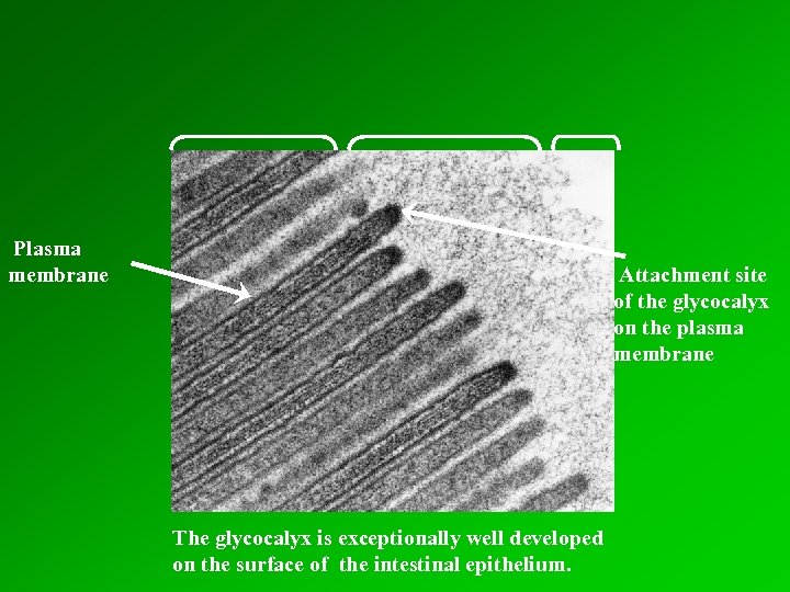 Plasma membrane Attachment site of the glycocalyx on the plasma membrane The glycocalyx is