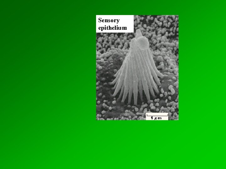Sensory epithelium 
