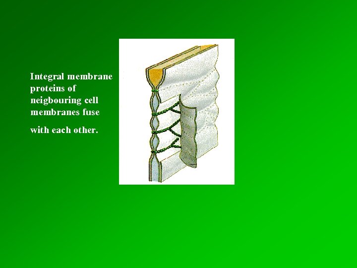 Integral membrane proteins of neigbouring cell membranes fuse with each other. 