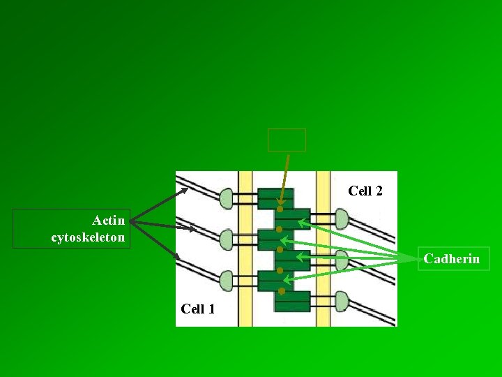 Cell 2 Actin cytoskeleton Cadherin Cell 1 
