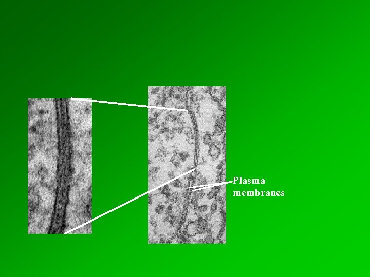 Plasma membranes 