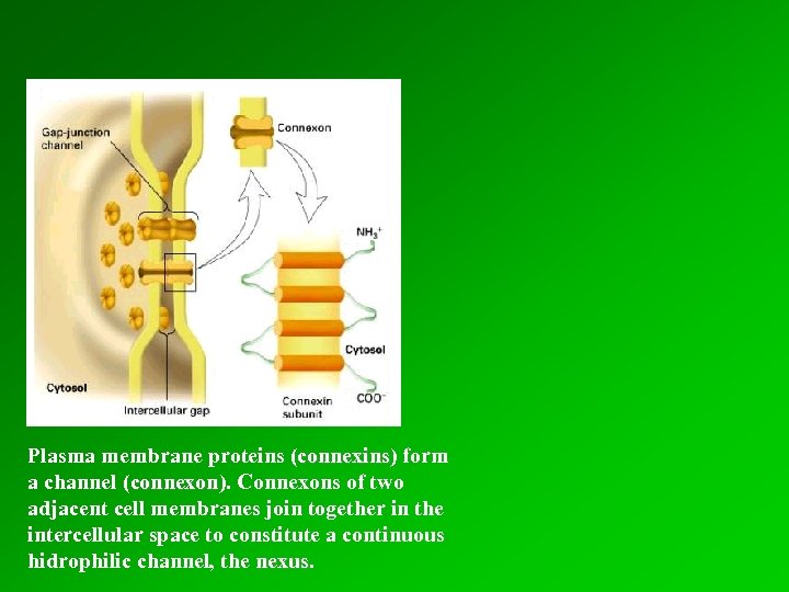 Plasma membrane proteins (connexins) form connexins a channel (connexon). Connexons of two connexon adjacent