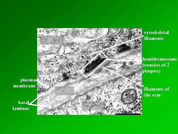 cytoskeletal filaments hemidesmosome (consists of 2 plaques) plasma membrane basal laminae filaments of the