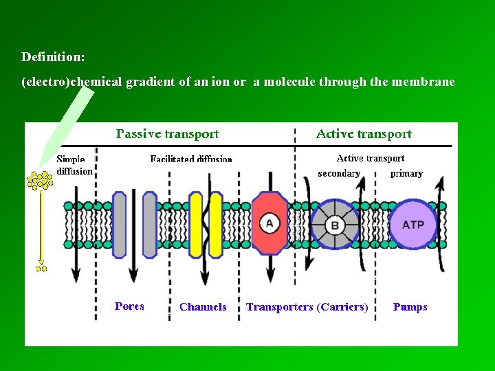 Definition: (electro)chemical gradient of an ion or a molecule through the membrane 