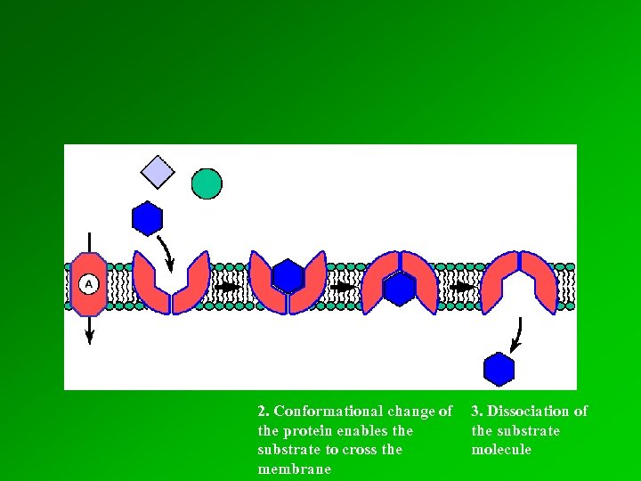 2. Conformational change of the protein enables the substrate to cross the membrane 3.