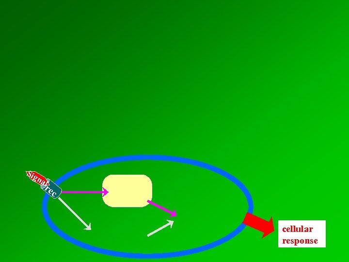 Sig na l r ec cellular response 