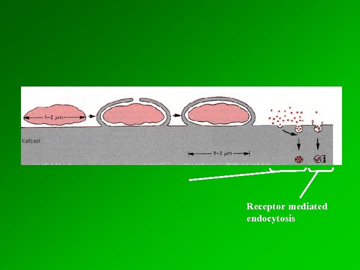 Receptor mediated endocytosis 