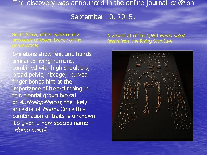 The discovery was announced in the online journal e. Life on September 10, 2015