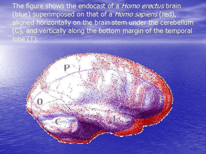 The figure shows the endocast of a Homo erectus brain (blue) superimposed on that