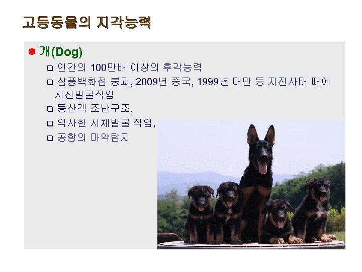 고등동물의 지각능력 l 개(Dog) q 인간의 100만배 이상의 후각능력 q 삼풍백화점 붕괴, 2009년 중국,