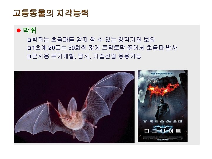고등동물의 지각능력 l 박쥐 q 박쥐는 초음파를 감지 할 수 있는 청각기관 보유 q