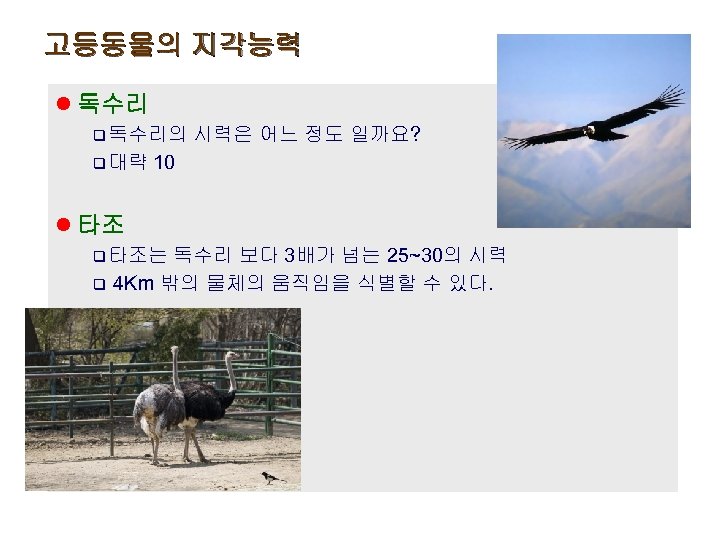 고등동물의 지각능력 l 독수리 q 독수리의 시력은 어느 정도 일까요? q 대략 10 l