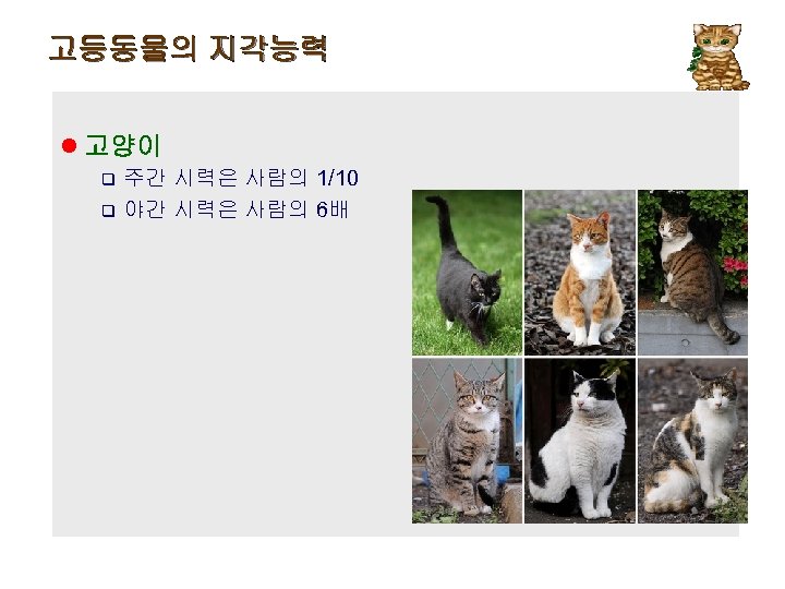 고등동물의 지각능력 l 고양이 q 주간 시력은 사람의 1/10 q 야간 시력은 사람의 6배