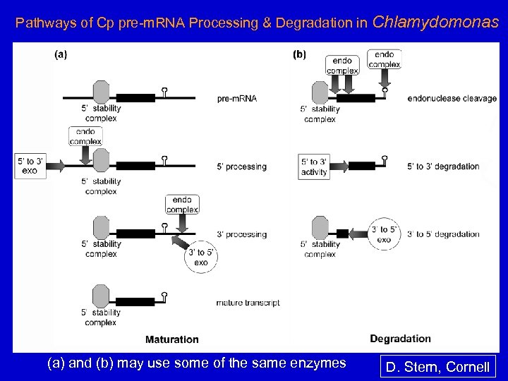 Pathways of Cp pre-m. RNA Processing & Degradation in Chlamydomonas (a) and (b) may
