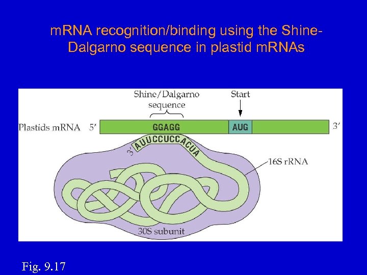 m. RNA recognition/binding using the Shine. Dalgarno sequence in plastid m. RNAs Fig. 9.