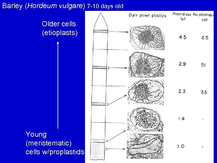 Barley (Hordeum vulgare) 7 -10 days old Older cells (etioplasts) Young (meristematic) cells w/proplastids