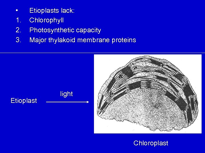  • 1. 2. 3. Etioplasts lack: Chlorophyll Photosynthetic capacity Major thylakoid membrane proteins