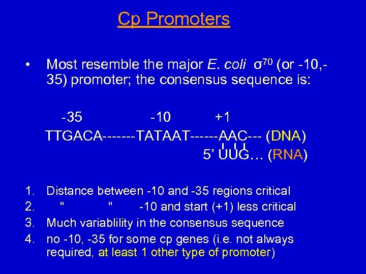 Cp Promoters • Most resemble the major E. coli σ70 (or -10, 35) promoter;