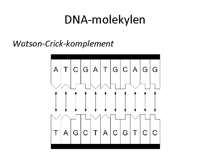 DNA-molekylen Watson-Crick-komplement 