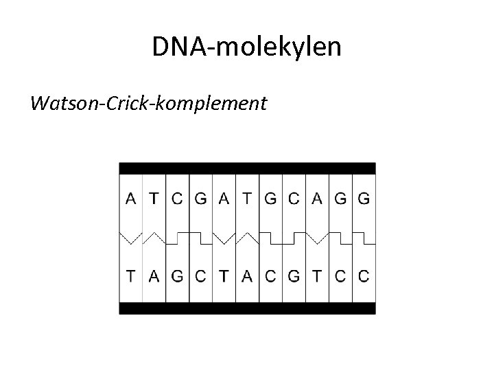 DNA-molekylen Watson-Crick-komplement 