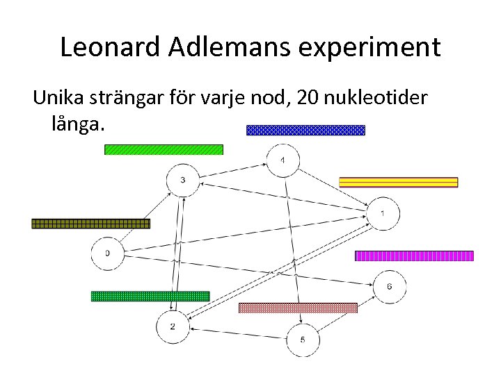 Leonard Adlemans experiment Unika strängar för varje nod, 20 nukleotider långa. 