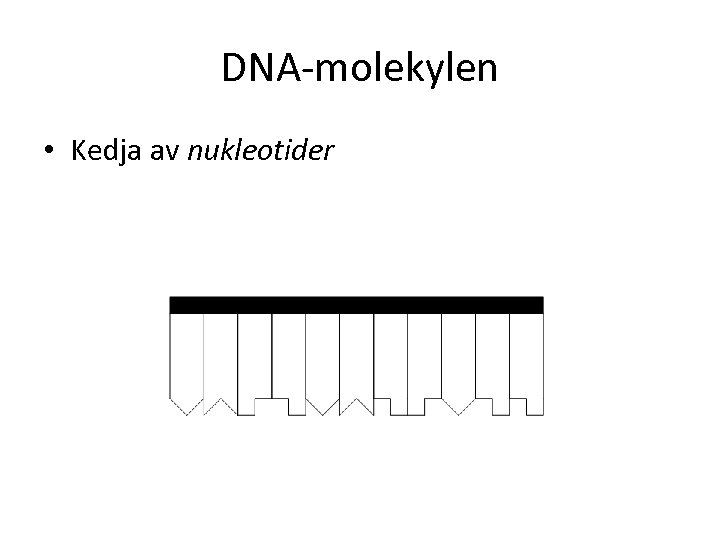 DNA-molekylen • Kedja av nukleotider 