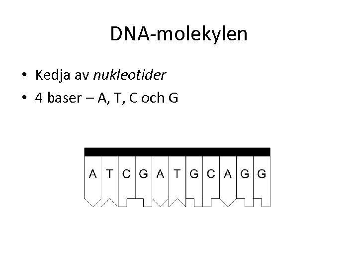 DNA-molekylen • Kedja av nukleotider • 4 baser – A, T, C och G