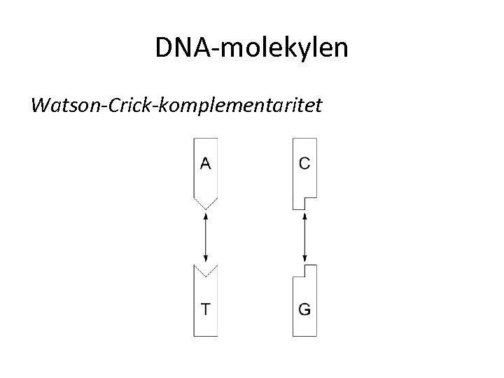 DNA-molekylen Watson-Crick-komplementaritet 