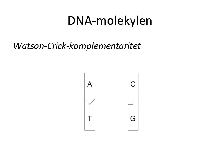 DNA-molekylen Watson-Crick-komplementaritet 