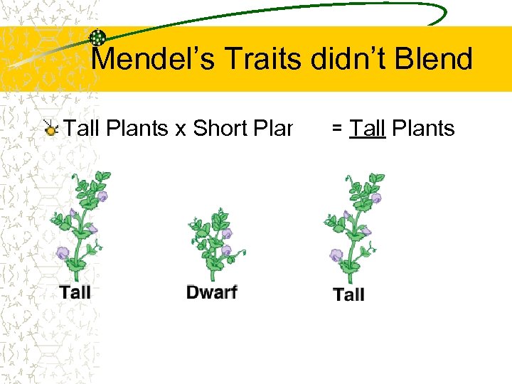 Mendel’s Traits didn’t Blend Tall Plants x Short Plants = Tall Plants 