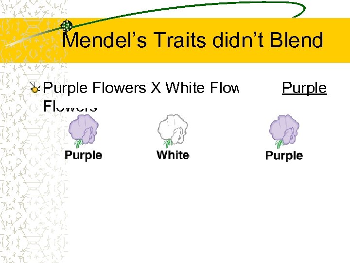 Mendel’s Traits didn’t Blend Purple Flowers X White Flowers = Purple Flowers 