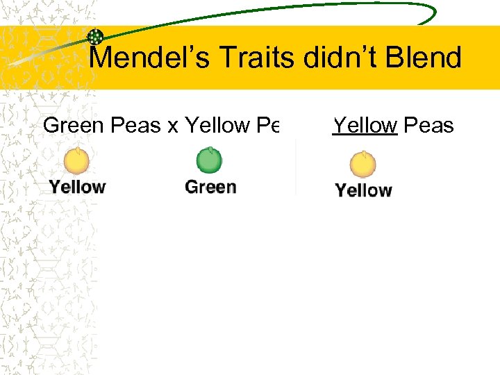 Mendel’s Traits didn’t Blend Green Peas x Yellow Peas = Yellow Peas 