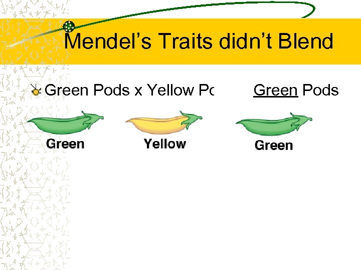 Mendel’s Traits didn’t Blend Green Pods x Yellow Pods = Green Pods 