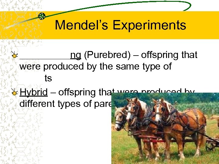 Mendel’s Experiments True Breeding (Purebred) – offspring that were produced by the same type