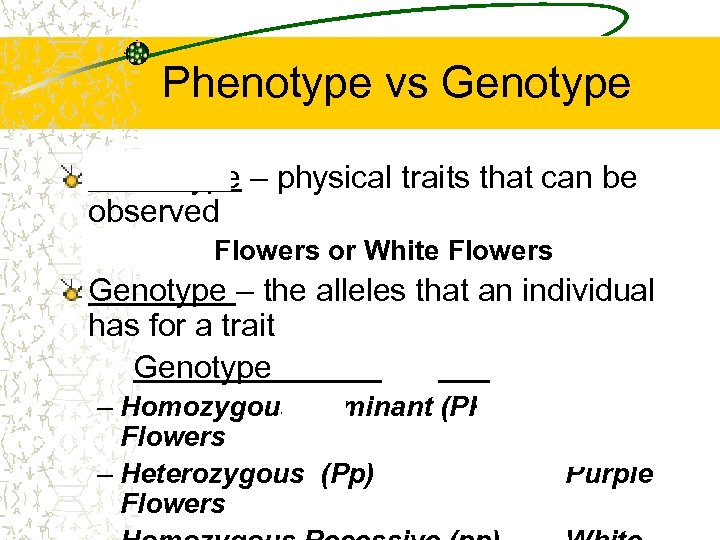 Phenotype vs Genotype Phenotype – physical traits that can be observed – Purple Flowers