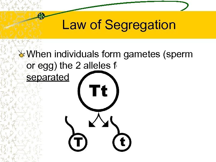 Law of Segregation When individuals form gametes (sperm or egg) the 2 alleles for