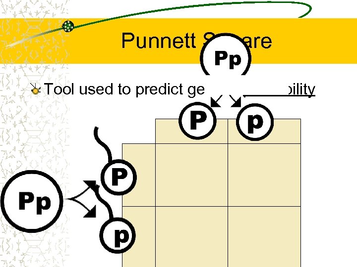 Punnett Square Tool used to predict genetic probability 