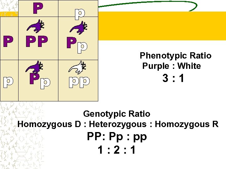 Phenotypic Ratio Purple : White 3: 1 Genotypic Ratio Homozygous D : Heterozygous :