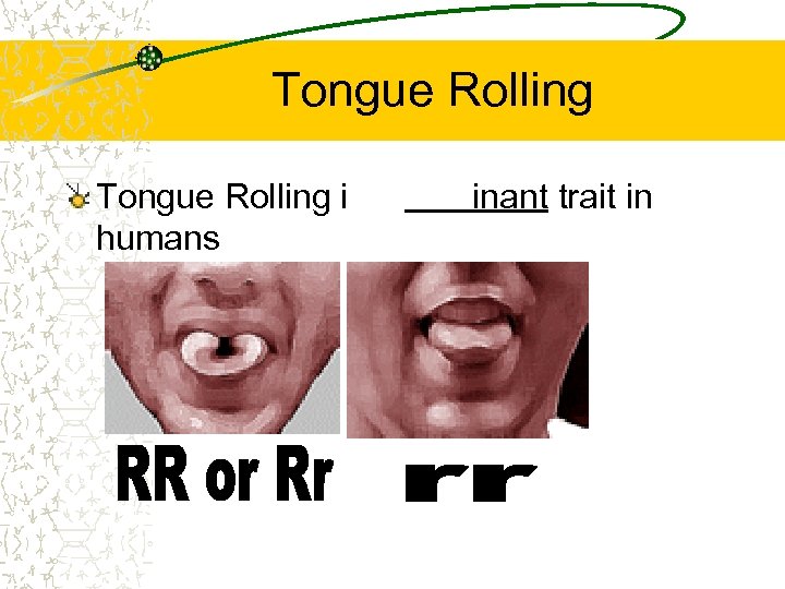 Tongue Rolling is a dominant trait in humans 