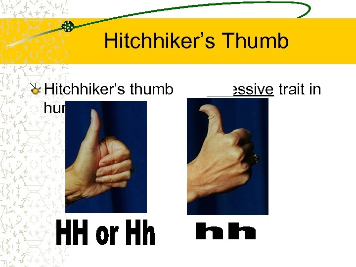 Hitchhiker’s Thumb Hitchhiker’s thumb is a recessive trait in humans 