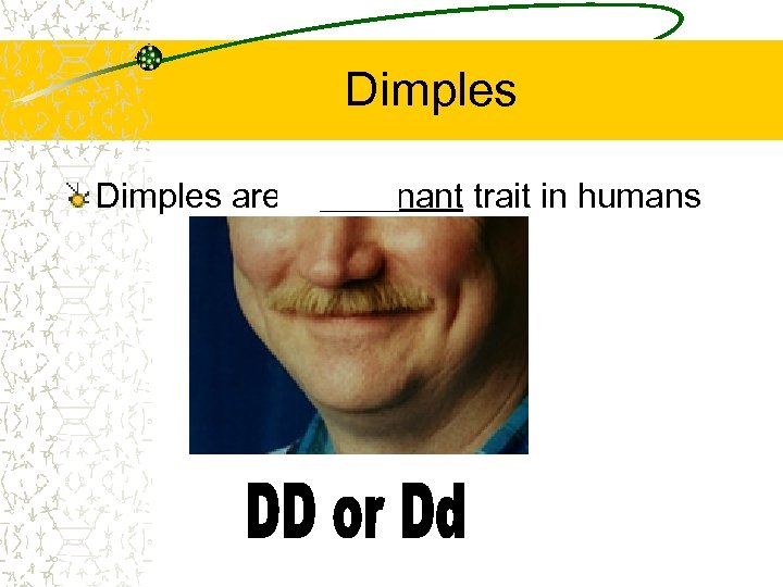 Dimples are a dominant trait in humans 