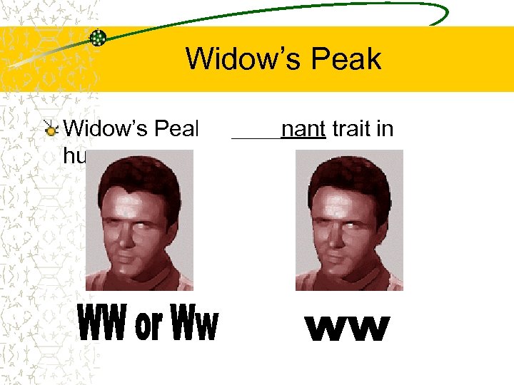 Widow’s Peak a dominant trait in humans 