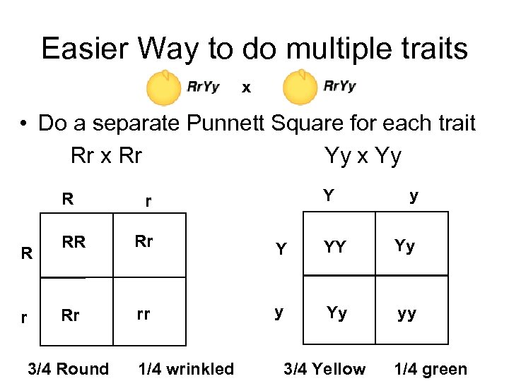 Easier Way to do multiple traits x • Do a separate Punnett Square for