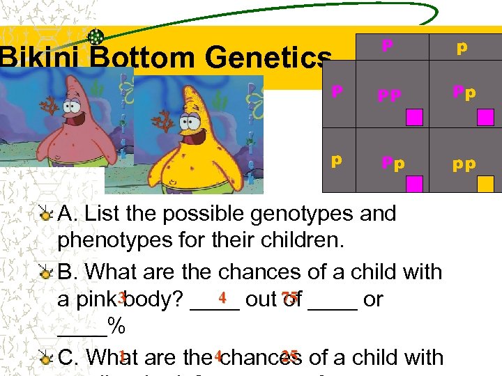 P p P PP Pp pp Bikini Bottom Genetics A. List the possible genotypes