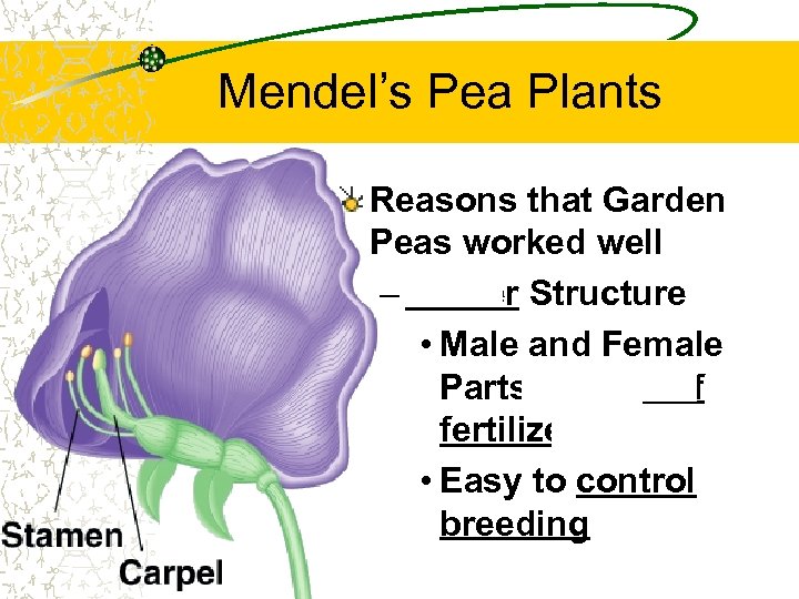 Mendel’s Pea Plants Reasons that Garden Peas worked well – Flower Structure • Male