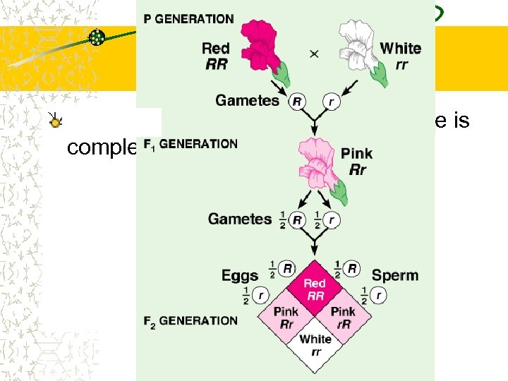 Complex Inheritance Incomplete dominance – neither allele is completely dominant 