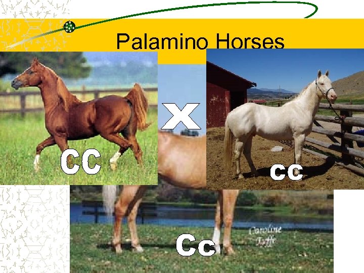 Palamino Horses Heterozygous (Cc) CC x cc always produces Cc palamino 