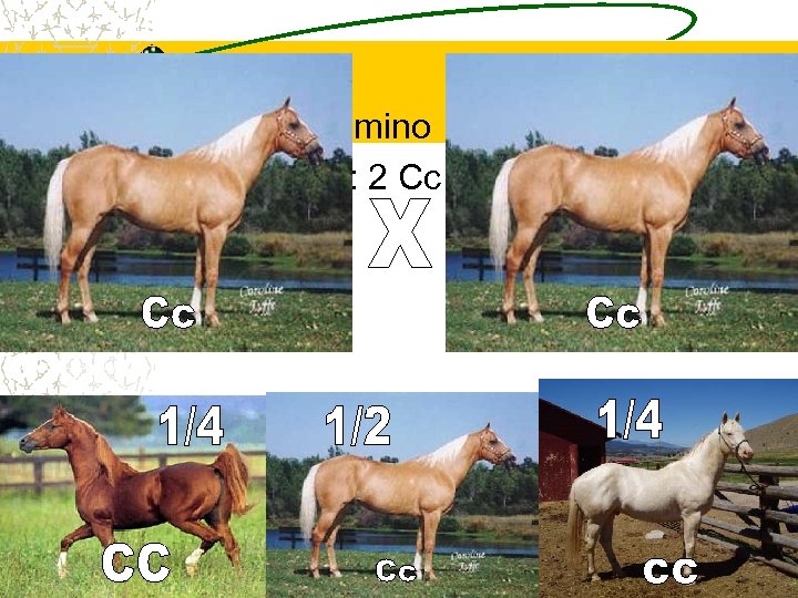 Palamino x Palamino Cc X Cc = 1 CC: 2 Cc : 1 cc